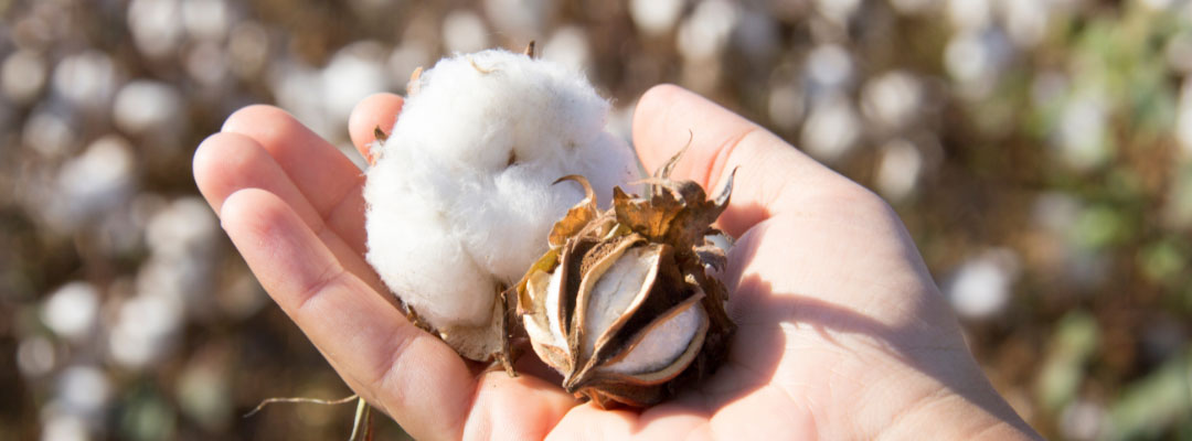 The Drought, Exports, and Cotton Prices
