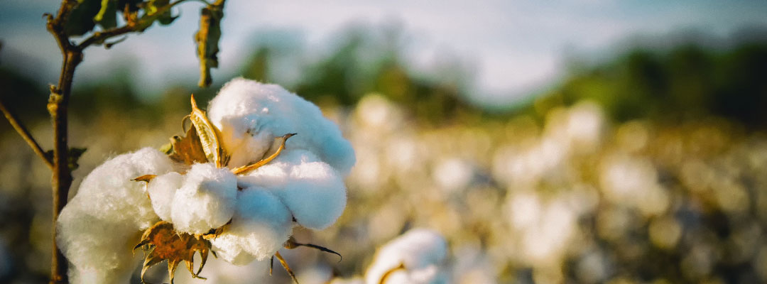 Cotton Prices Above 90th Percentile of the Historic Range