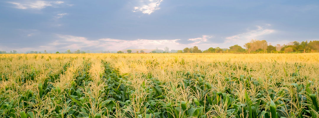 Adopting Farm Management Practices for Carbon Credit Payments?