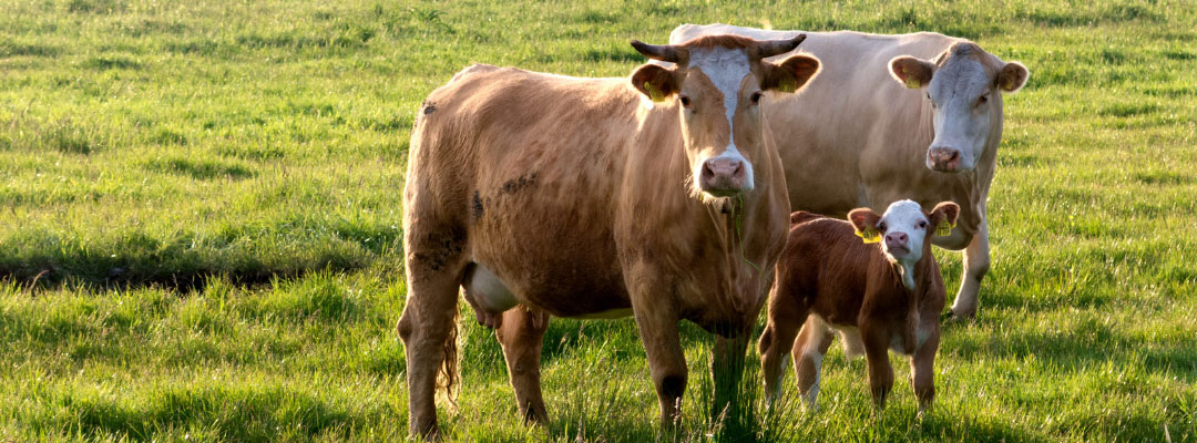 Cow Prices Start Seasonal Slump