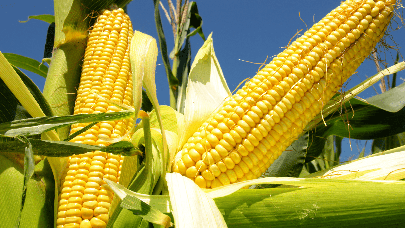 Urea, Natural Gas, and Corn Price Correlations