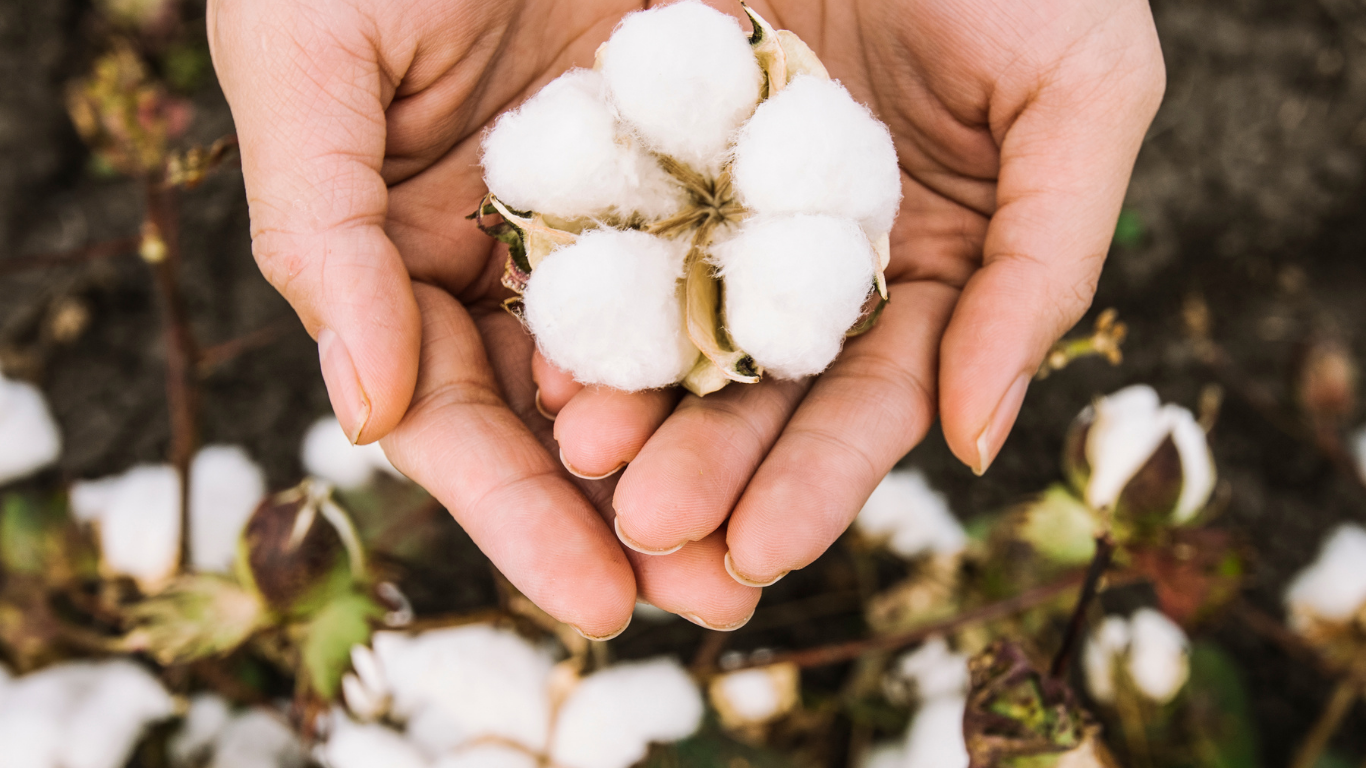 Rise in Input Costs for Cotton Production: Make and Keep a New Year’s Plan