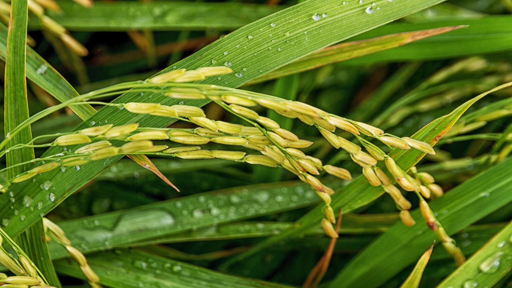 Rice Production Down in 2021 Despite Strong Yields