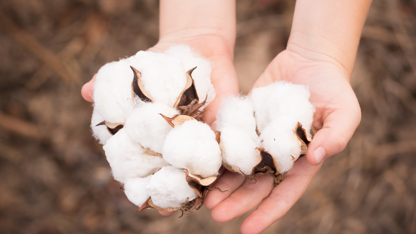 China’s Purchase of U.S. Cotton Increased in 2020 and 2021