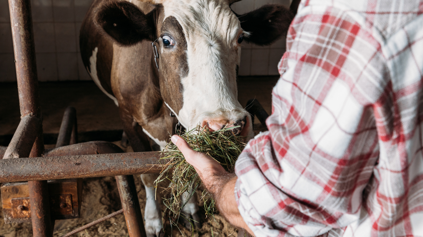 January 1 Feeder Cattle Supplies Decline 2.6 Percent