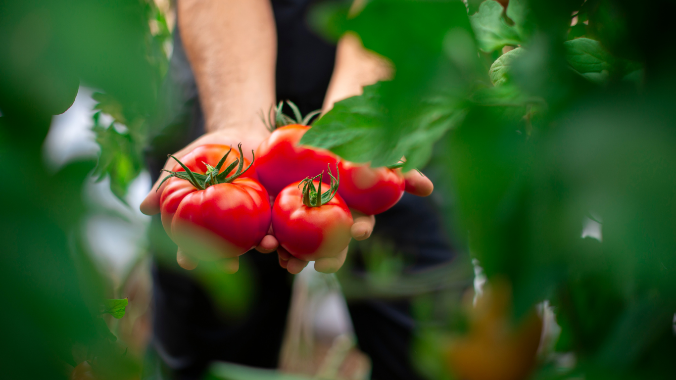 Fresh Tomato Supply Chain: Challenges in Production & Marketing