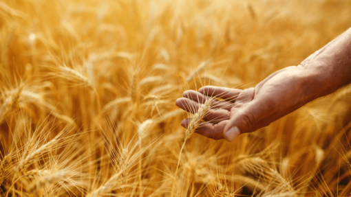 Ukraine-Russia Implications in Grain and Oilseed Markets