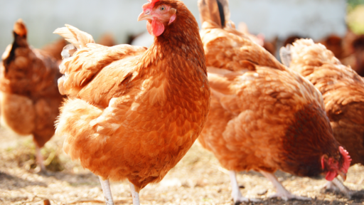 On-Farm Cost of Contracting High Path Avian Influenza in a Commercial Broiler Flock