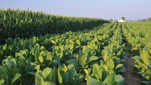 Flex Leases for Crop Producers
