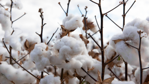 The Net Short Hedge Fund Position in ICE Cotton Futures