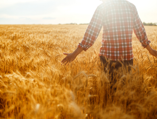 World Wheat Supplies in Response to Russia’s Invasion of Ukraine