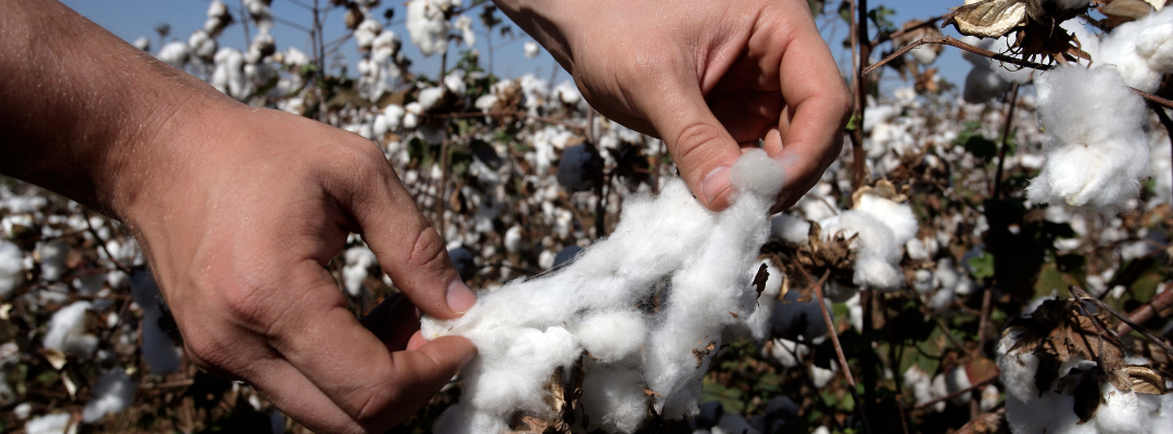 Forward Pricing with Options on ICE Cotton Futures