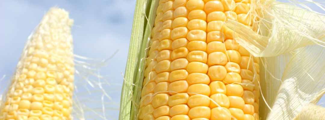 Corn Exports: Quality, Value, and Prices