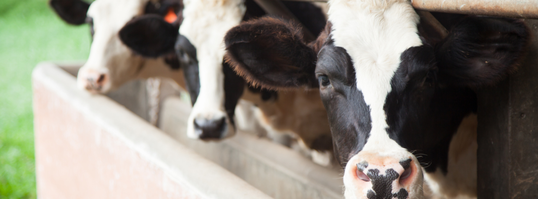 Dairy Margin Coverage Provides Some Help in Challenging Milk Market