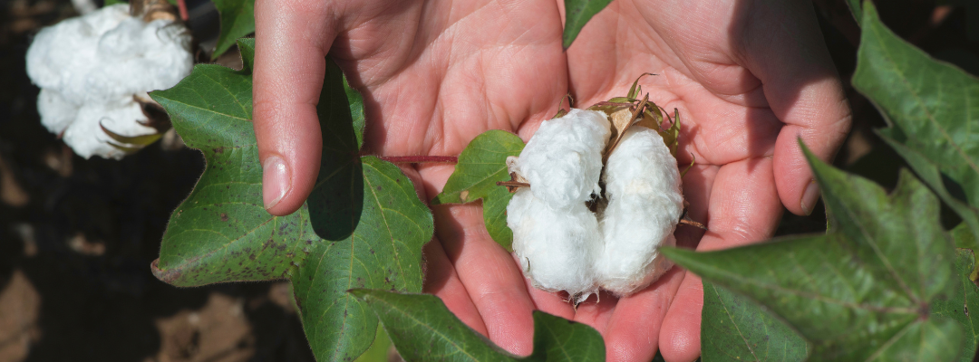 What is Behind the Recent Cotton Futures Market Plunge?