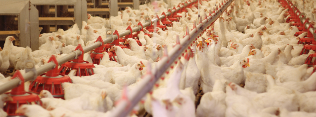 Fuel Price Volatility a Growing Concern for Commercial Poultry Growers