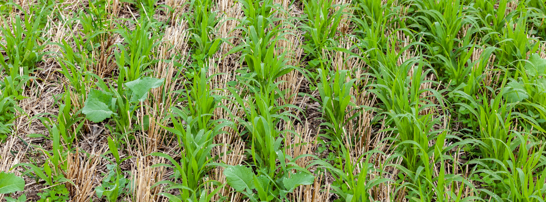 Cover Crops and Risk