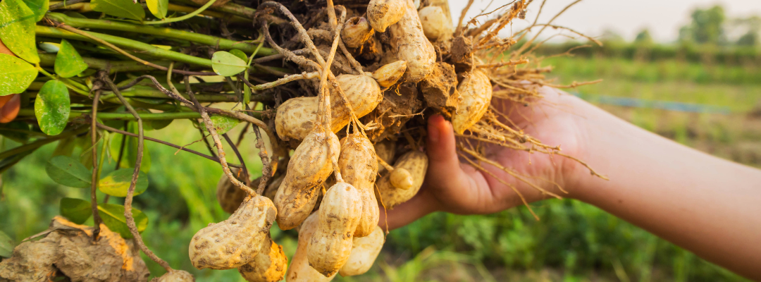 Peanut Farmers Find Marketing Opportunities through Agricultural Cooperatives