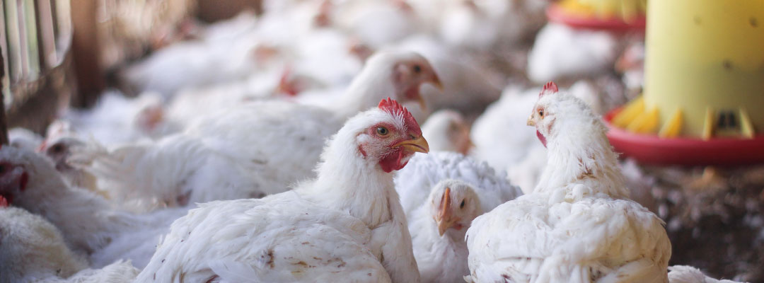 Broiler Grower Settlement Forms Arriving to Growers: Background on the Class Action