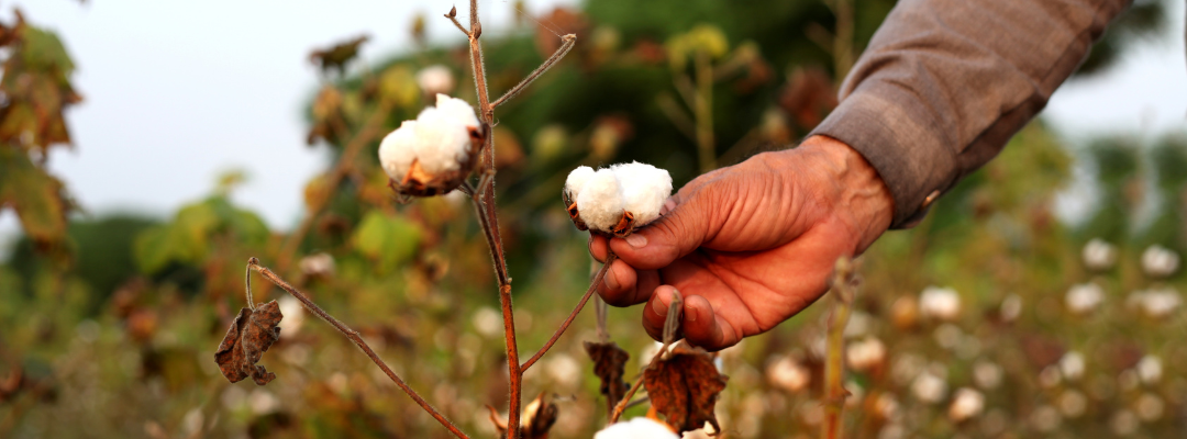 High Abandonment Acres for U.S. Cotton Projected Due to Drought