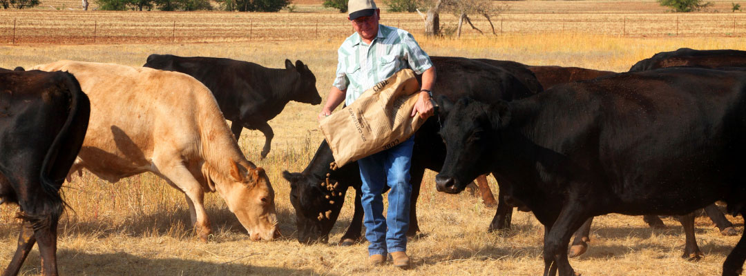Drought Continues to Impact Cattle Flow