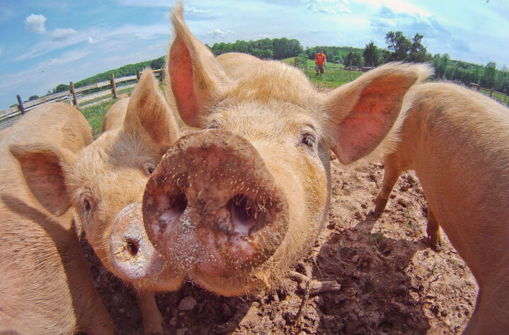 High Hog and Pork Prices This Year