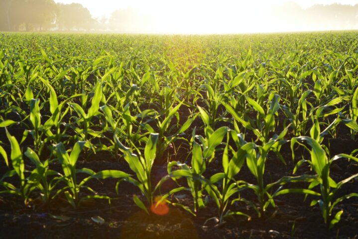 Brazil Challenging U.S. Corn Export Top Spot