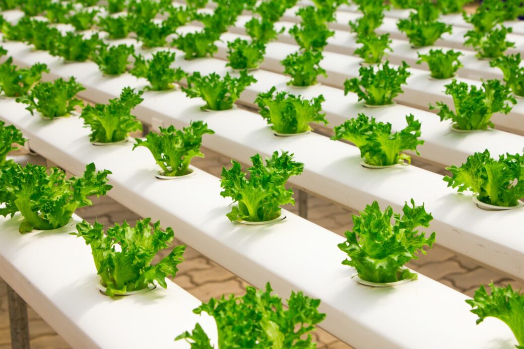 Hydroponic Agriculture and Insurance Coverage