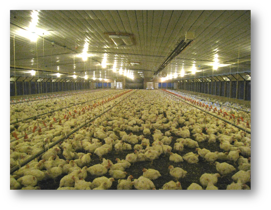 Angola: U.S. Chicken Exports Facing Increasing Competition in this Leading Market 