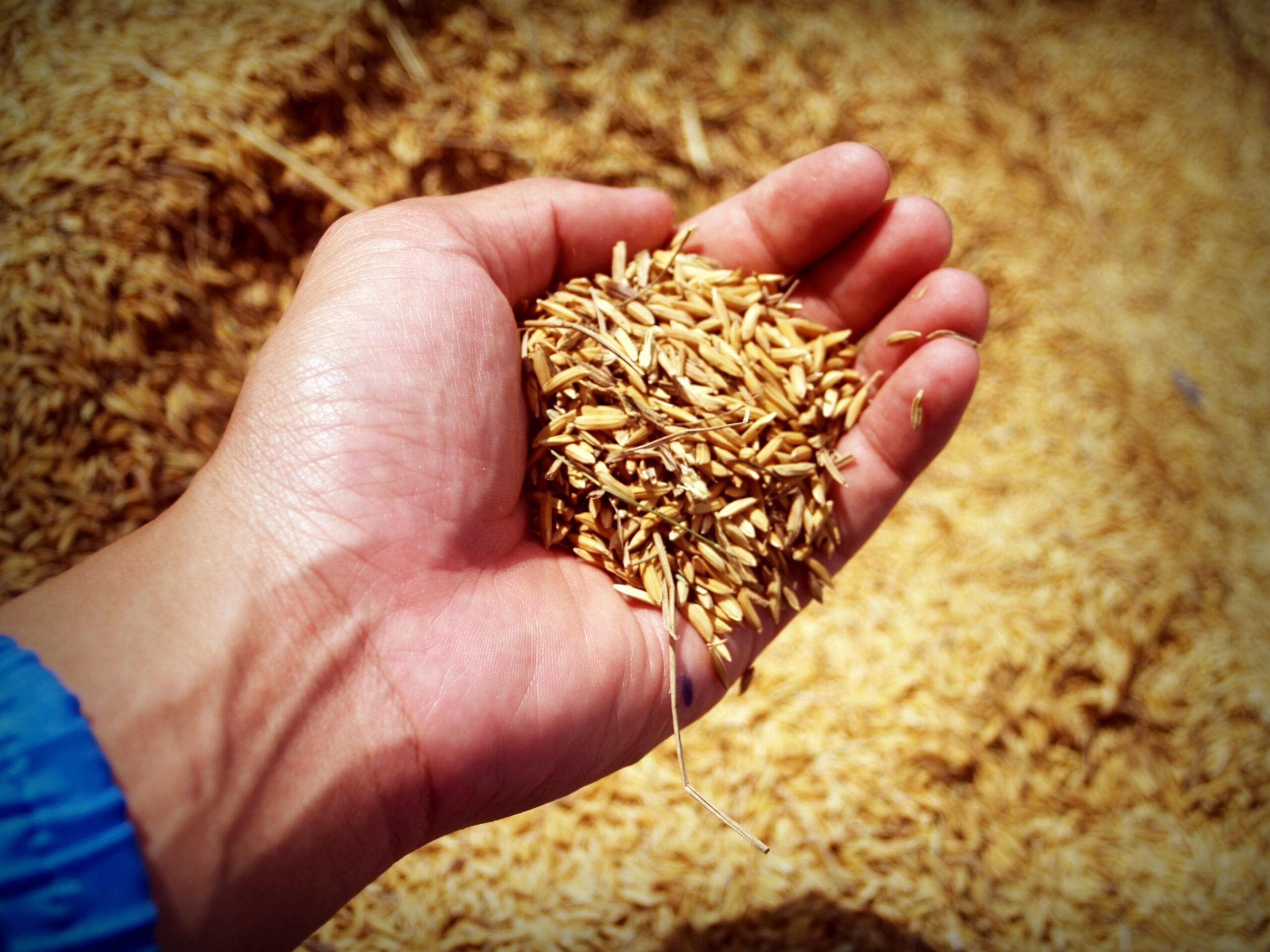 Global Market Prospects for U.S. Long-Grain Rice for the Upcoming Marketing Year