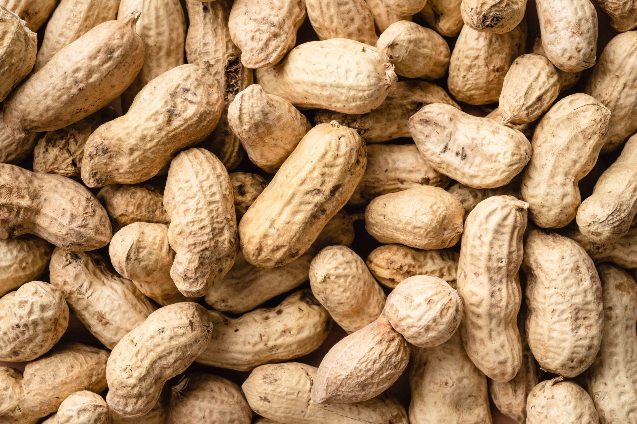 Peanut Acreage Projected to Increase in 2023