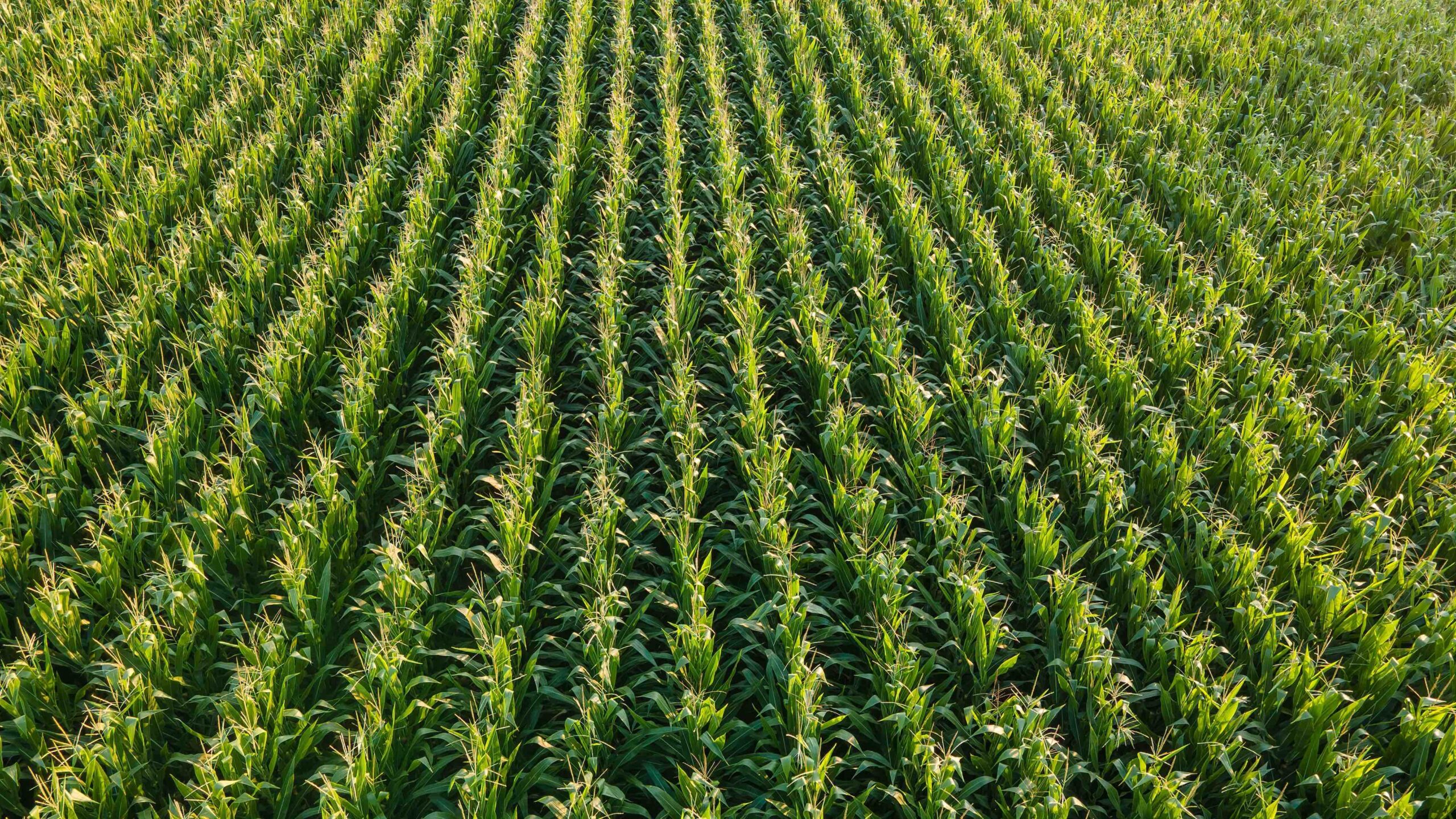 The Importance of Corn Production in the South to the U.S. Corn Supply