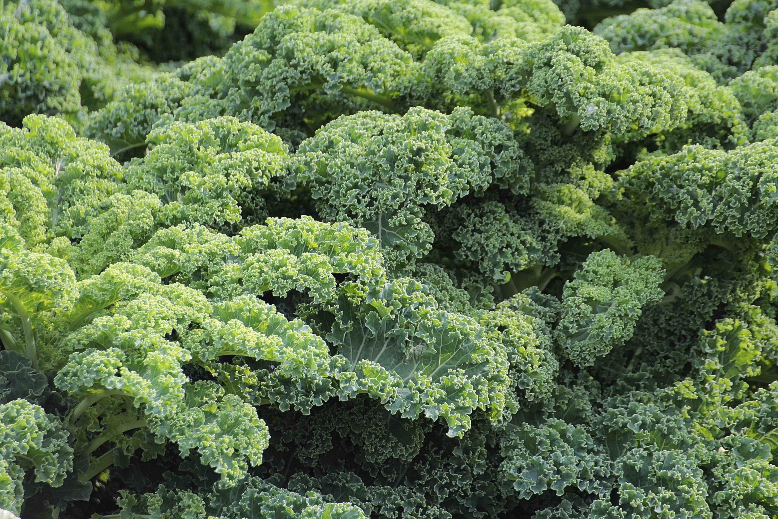Is the Transition from Conventional to Organic Kale Production Profitable?