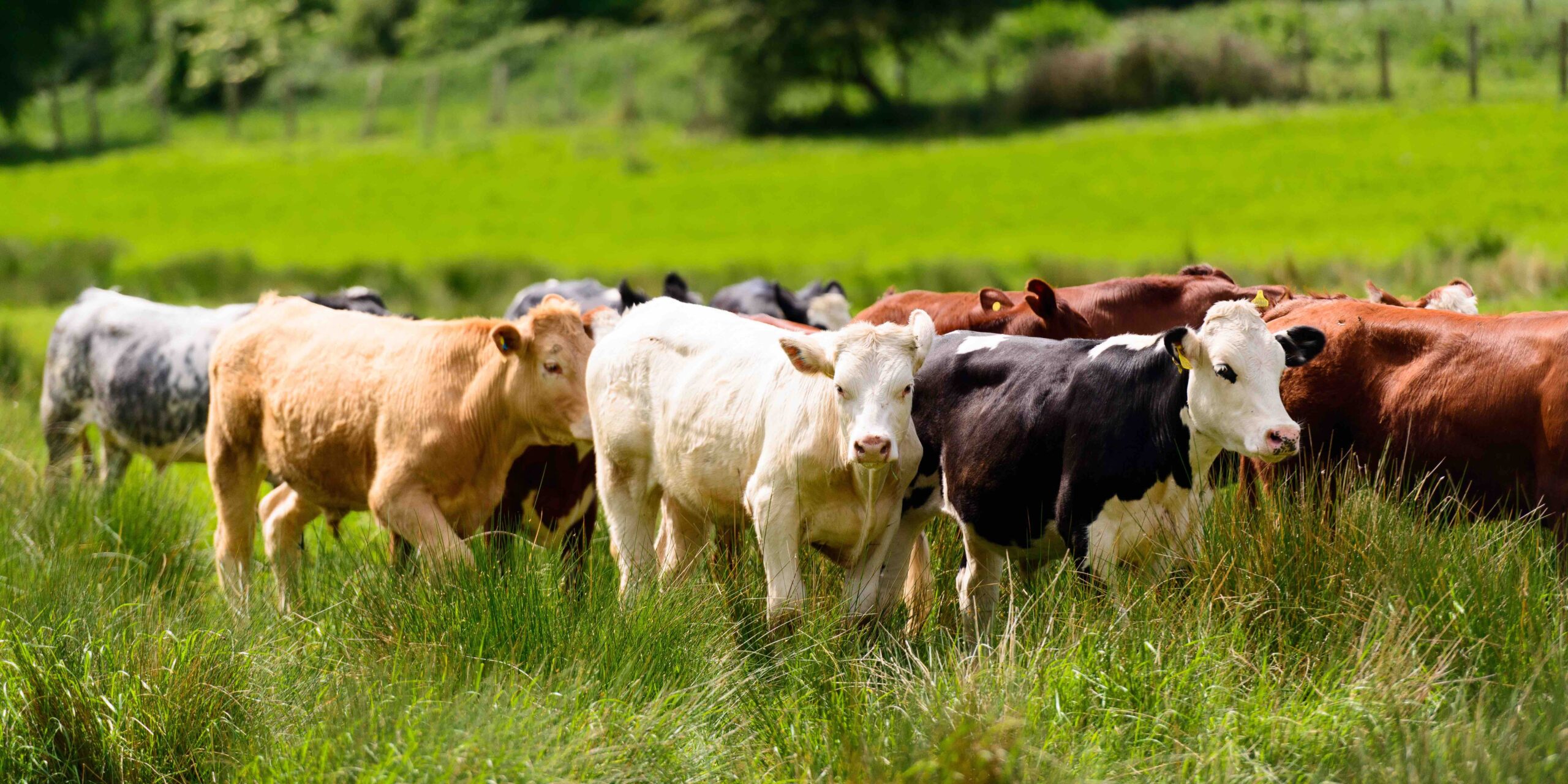 Mixed Impacts of H5N1 in Dairy Cows on Dairy and Beef Cattle Markets