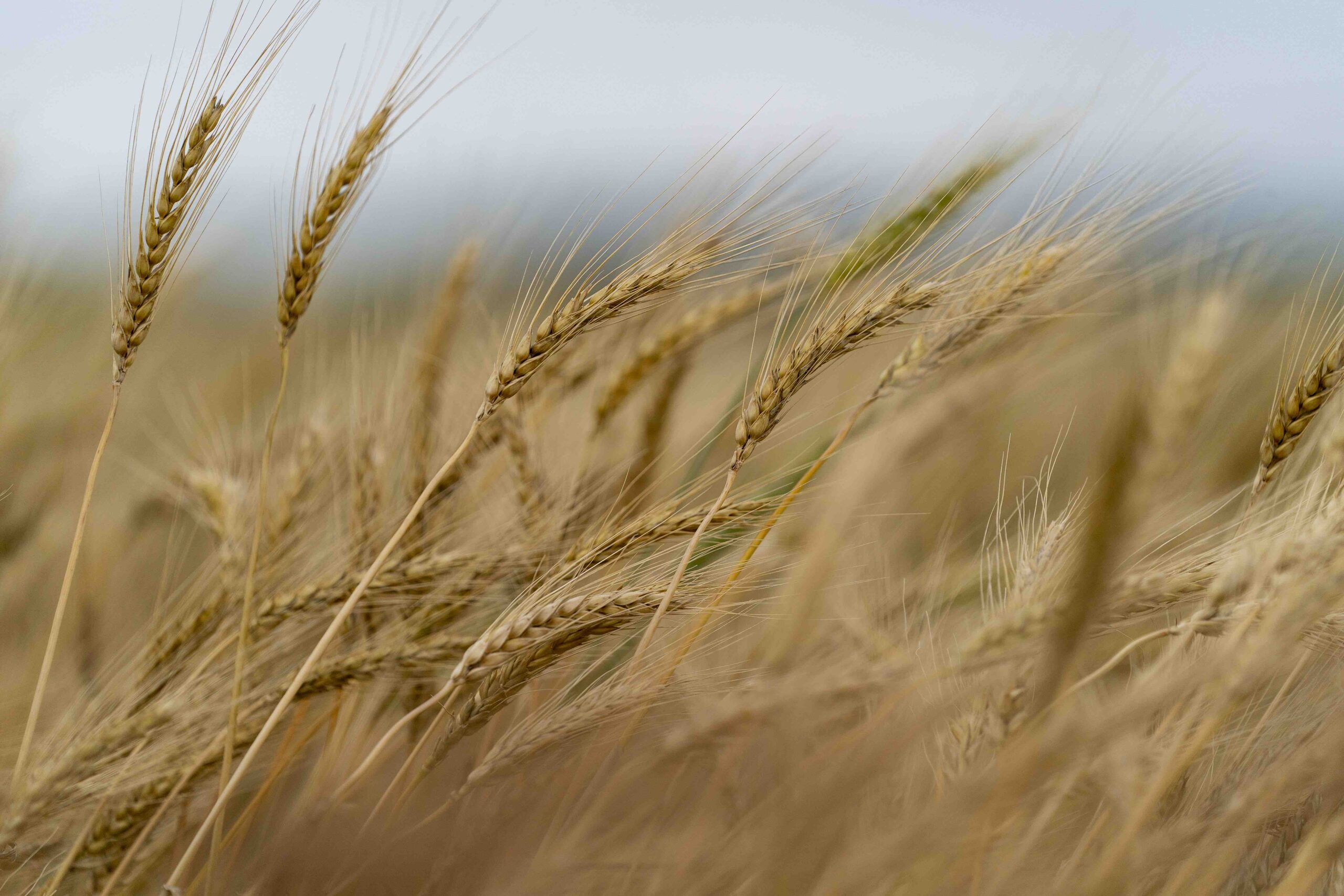 Russian Wheat Production and World Wheat Market Fundamentals