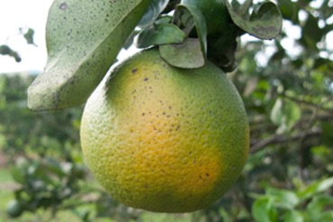 Citrus Greening, Hurricanes, and the Decline of the Florida Citrus Industry