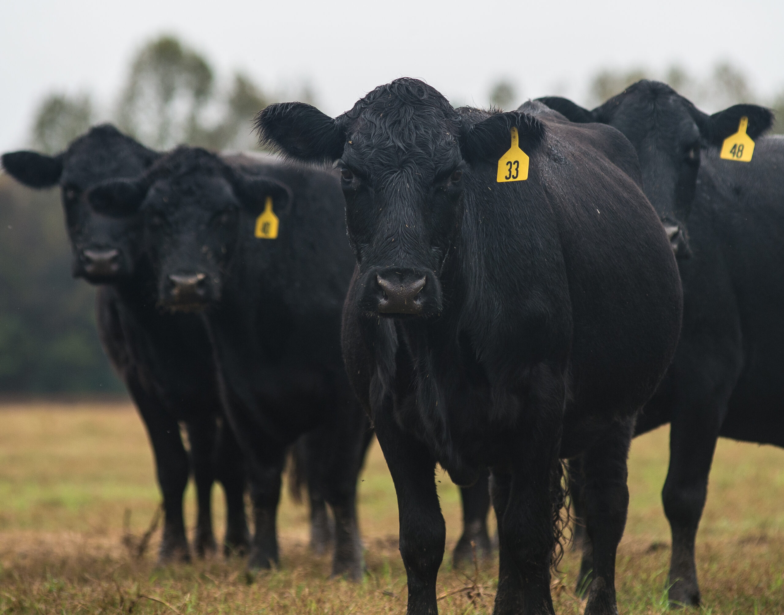 Feeder Heifer Imports from Mexico and U.S. Herd Rebuilding