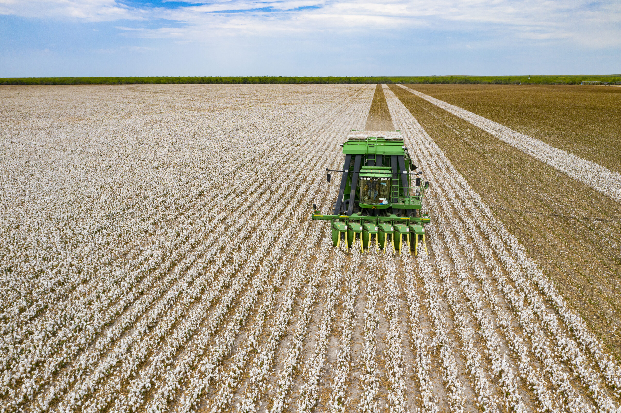 The Long Term Economic Struggles of Southern Cotton Farmers