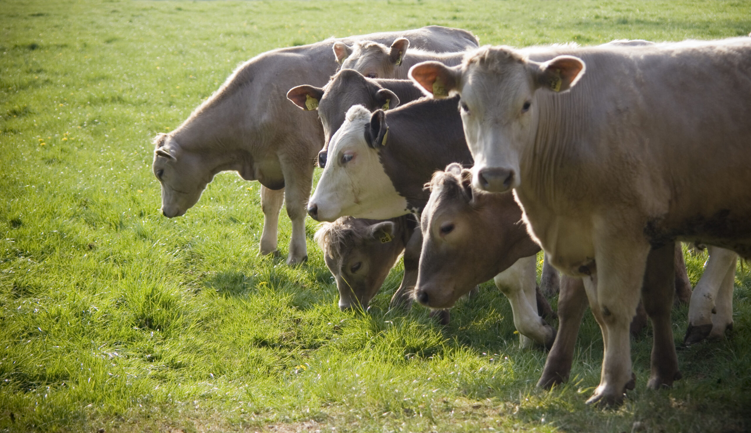 Fewer Heifers on Feed