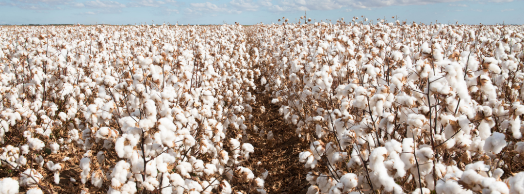 Shifting Winds: The Changing Landscape of Cotton Production and Exports in the U.S. and Brazil (Part 2)