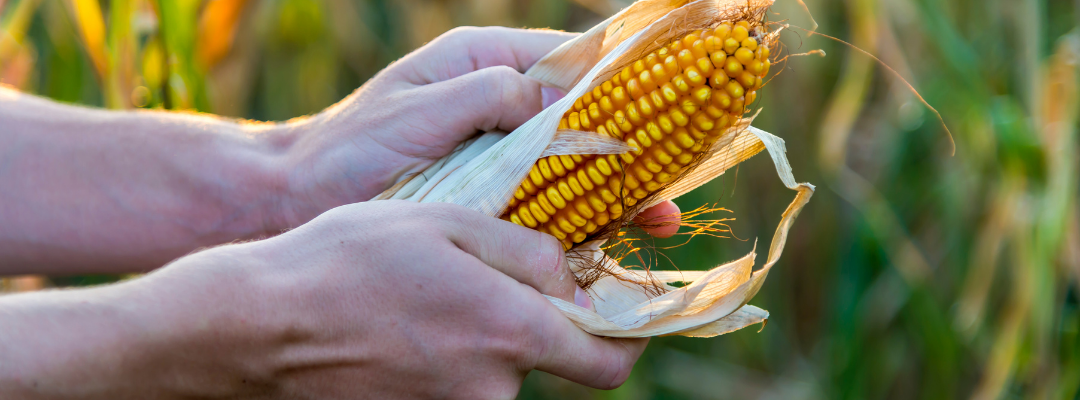 Storing corn or soybeans: what is the futures market incentivizing?