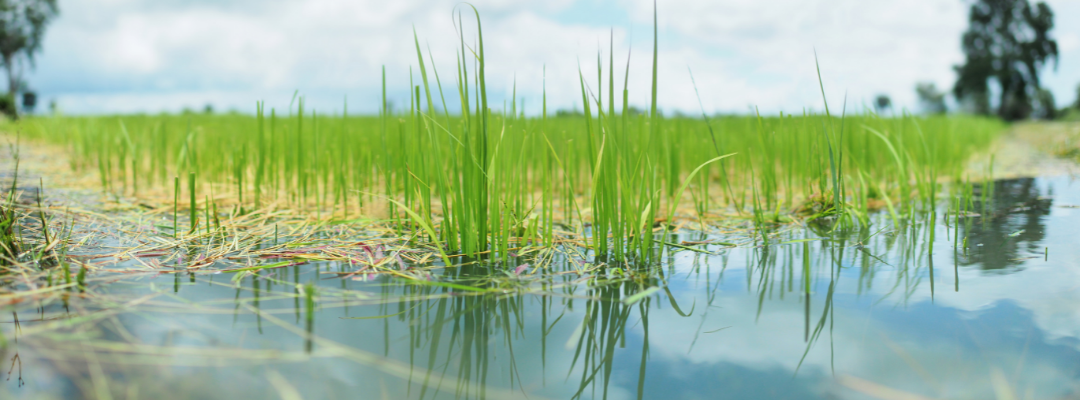 Calculating Equitable Crop Share Leases for Rice in the Mid-South