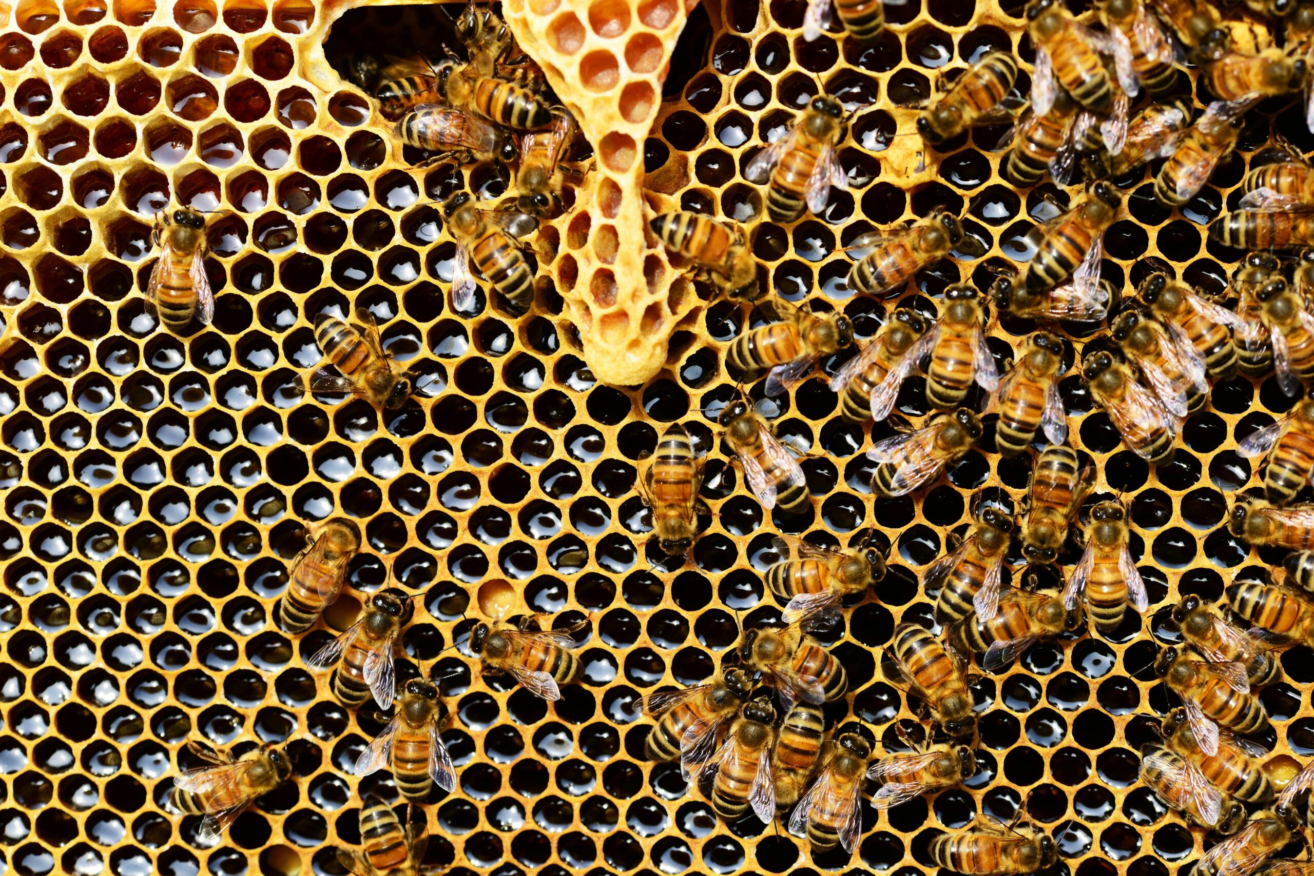 Beekeeping Operations and Revenue Sources in Alabama 