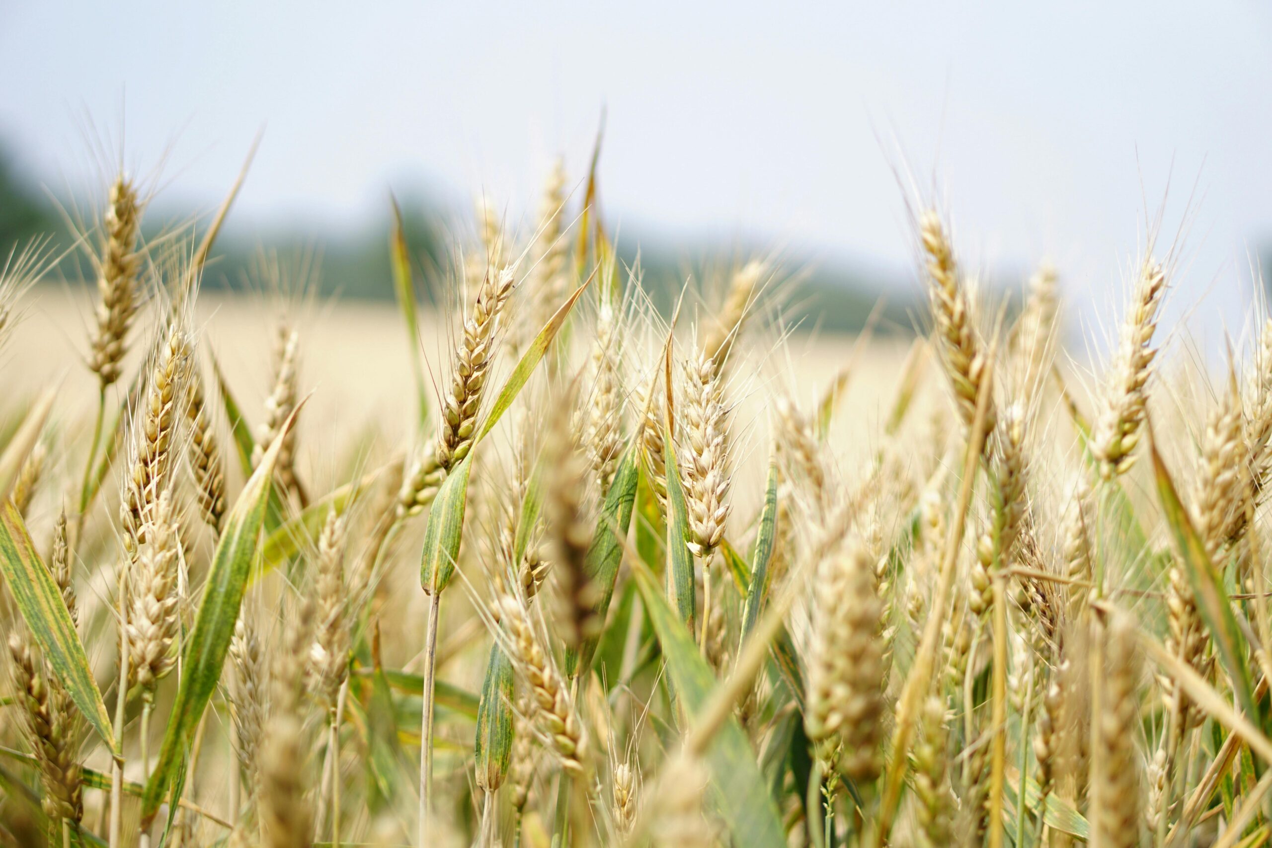 Global Wheat Shortfalls Could Signal Bullish Potential for U.S. Wheat