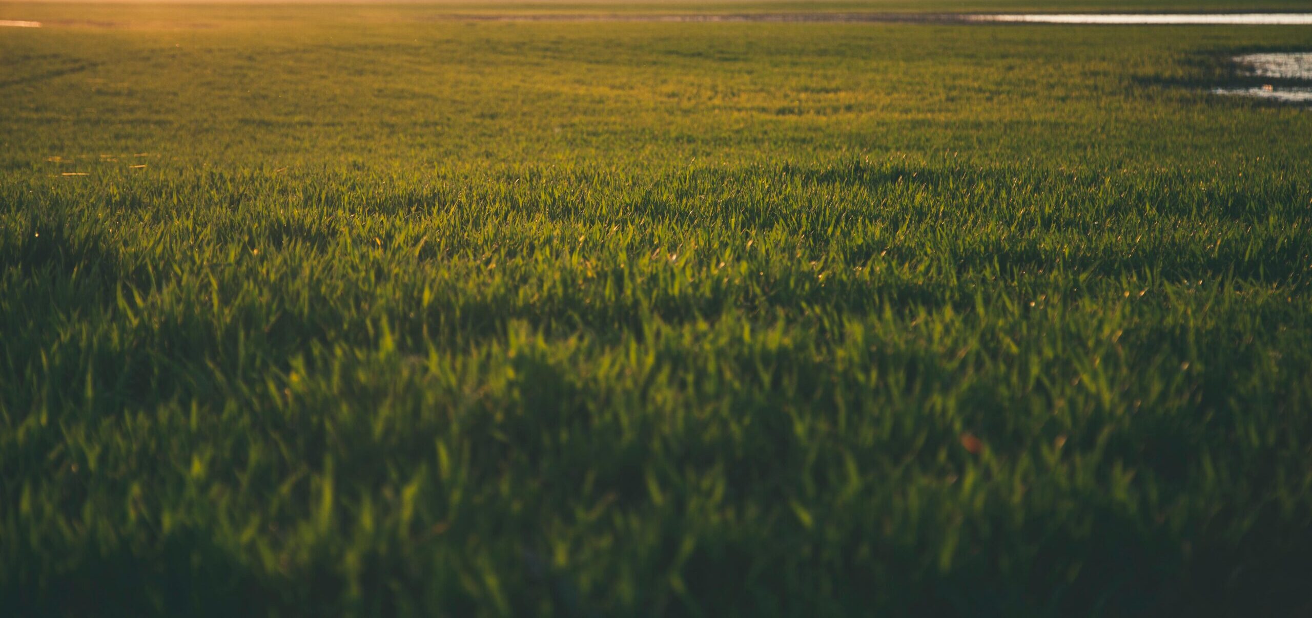 From Grass to Gains: Why Stockpiling Bahiagrass Pays Off