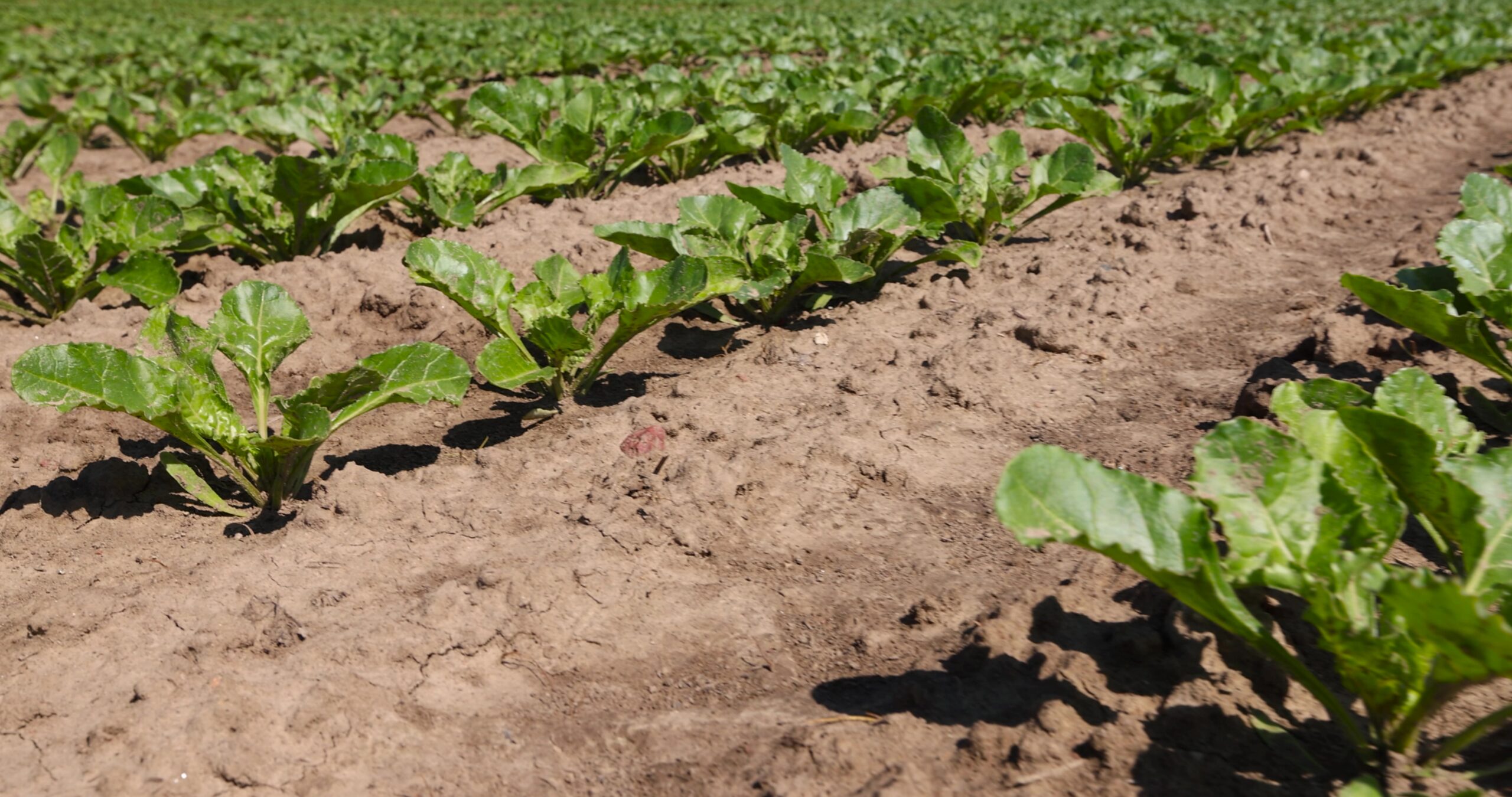 Sugarbeet and Sugarcane Production and Farm Trends 